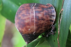 Pythia