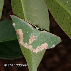 Eucyclodes albisparsa