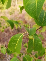 Maprounea brasiliensis