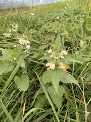 Lamium album