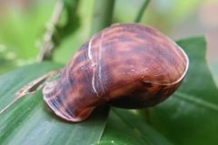 Pythia