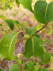 Maprounea brasiliensis