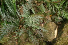 Blechnum opacum