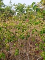 Maprounea brasiliensis