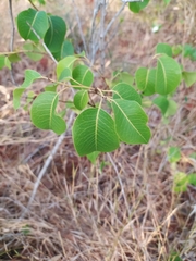 Maprounea brasiliensis