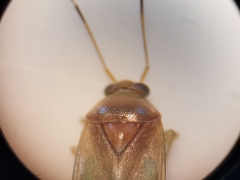 Pinalitus cervinus