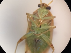 Pinalitus cervinus