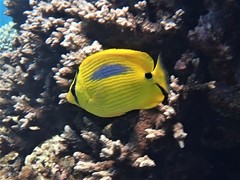 Blueblotched Butterflyfish photo 5