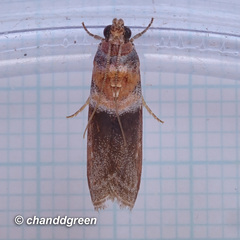 Ptyomaxia swinhoeella