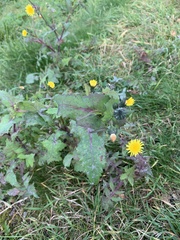 Sonchus oleraceus