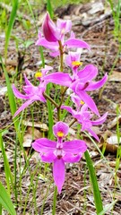 Calopogon oklahomensis