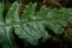 Blechnum opacum