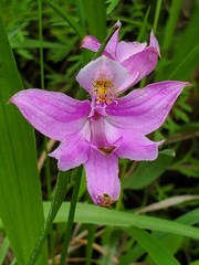Calopogon oklahomensis