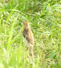 Ploceus manyar