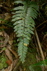Asplenium lobulatum