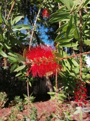 Melaleuca subulata