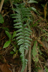 Asplenium lobulatum