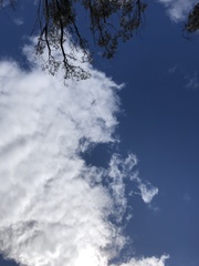 Caladenia longicauda eminens
