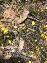 Caladenia longicauda eminens