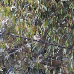 Pycnonotus aurigaster