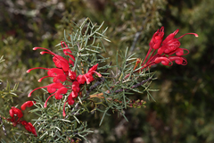Grevillea wilsonii