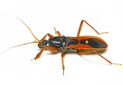 Ectomocoris truculentus