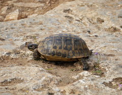 Testudo graeca