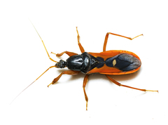 Ectomocoris truculentus