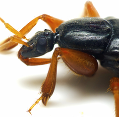 Ectomocoris truculentus