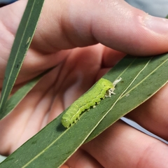 Neumichtis nigerrima