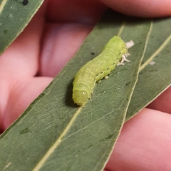 Neumichtis nigerrima