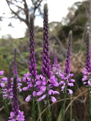 Comesperma virgatum
