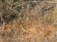 Podarcis waglerianus