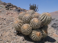 Copiapoa gigantea