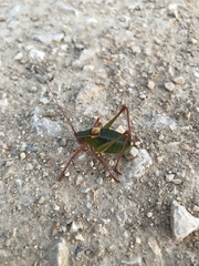 Barbitistes fischeri