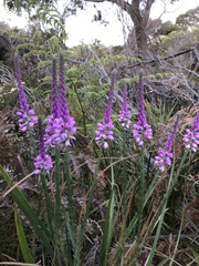 Comesperma virgatum
