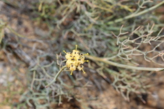 Stirlingia simplex