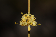 Stirlingia simplex