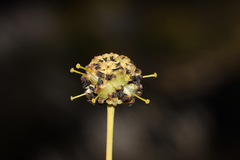 Stirlingia simplex