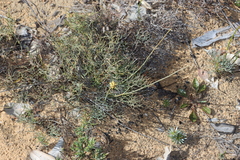 Stirlingia simplex