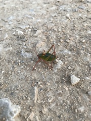 Barbitistes fischeri