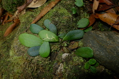 Elaphoglossum hurlimannii