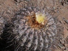 Copiapoa gigantea