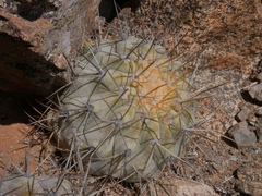 Copiapoa gigantea