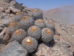 Copiapoa gigantea