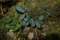 Elaphoglossum hurlimannii