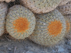 Copiapoa gigantea