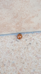 Coccinella septempunctata