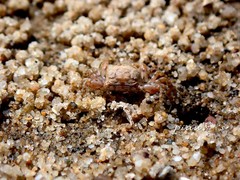 Dotilla wichmanni