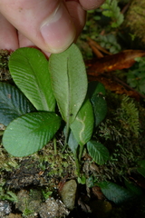 Elaphoglossum hurlimannii